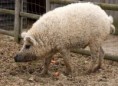 El cerdo que parece una oveja